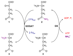 Glutamine oxoglutarate aminotransferase and glutamine synthetase