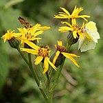 on Ligularia dentata, Mount Ibuki, Shiga prefecture, Japan.