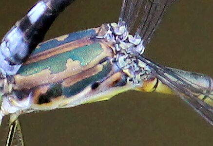 diffuse stripes on the humeral suture