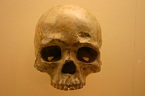 Liujiang cave skull from the National Museum of Natural History