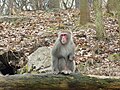 Japanese macaque