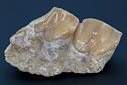 3 cm-long teeth on a jaw fragment from Merycoidodon culbertsoni. Oligocene, Brule Formation, South Dakota, USA