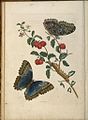 Maria Sibylla Merian Metamorphosis Insectorum Surinamensium 1705
