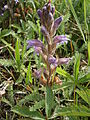 Orobanche purpurea