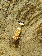 Periclimenes brevicarpalis (glass anemone shrimp)