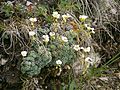 Saxifraga caesia