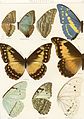 Adalbert Seitz Die Gross-Schmetterlinge der Erde 1860–1938