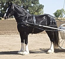 一匹高大的黑马，四条白腿，套着马具，露出一辆马车的辕杆