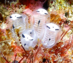 Colony of C. ossipandae near Kume Island