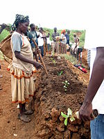 Trees planting during the World Environment Day 2012 in Konso, Ethiopia