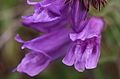 Flowers of Penstemon cardwellii