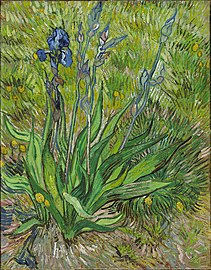 Vincent van Gogh, Iris, 1890