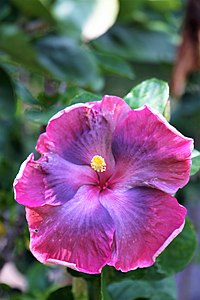 Hibiscus