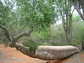 Leaning Adansonia za