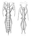 Illustrations (plate. I, fig. 4 & 5) from Redtenbachers first description