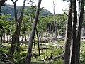 Beaver damage to the forest around Robalo Lake, Navarino Island, Chile.