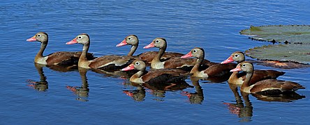 Black-bellied whistling ducks (Dendrocygna autumnalis)