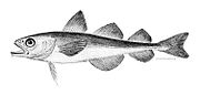 The polar cod is found further north than any other fish species. It frequents river mouths and feeds on plankton and krill. It is preyed on by narwhals, belugas, ringed seals and seabirds.[25]