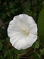 Calystegia sepium close-up