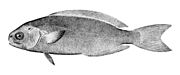 The rudderfish (Centrolophus niger) is a medusa fish