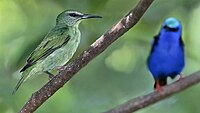 Red-legged Honeycreeper (female in foreground, male in background)