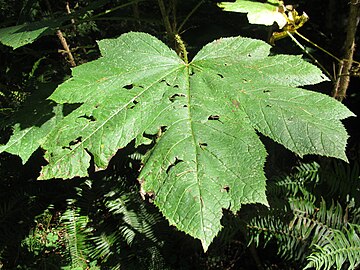 Leaf in late summer