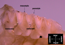 The ventral view of microbat teeth