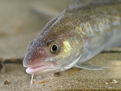 Atlantic cod juvenile