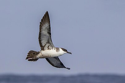 wing underside