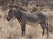 Black and white striped zebra