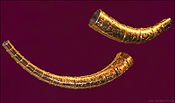 Copies of the Golden Horns of Gallehus, located at the National Museum of Denmark. The originals were destroyed almost 200 years ago.