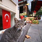 法蒂赫的一只虎斑猫，后景是土耳其国旗