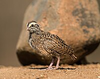 brownish quail chick with black mottling and white stripe on the face