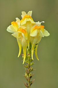 Linaria vulgaris, by Iifar
