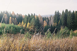 A forest near the village of Pushkari in Yakshur-Bodyinsky District