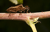 Side View, which lets see efferent of scent gland.