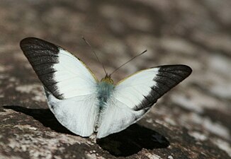 Dorsal view