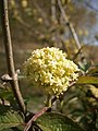 Sambucus racemosa