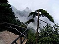 Pine tree on a mountain top