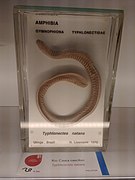 Preserved Typhlonectes natans specimen