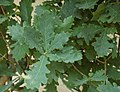 'Fastigiata' Leaf clusters in a tree