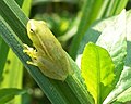 Amongst vegetation