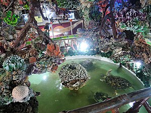 “海底龙宫”水池里的玳瑁（2019年之前）