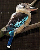 Blue-winged Kookaburra (male)