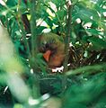 Female Cardinal on her nest.