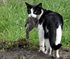 Black cat with white chest and feet eating a dead bird