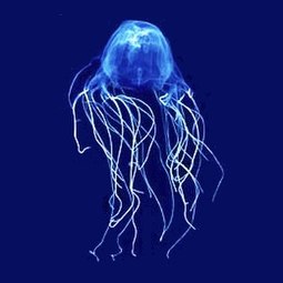 The sea wasp is the most lethal jellyfish in the world.[244]