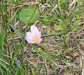 Colchicum alpinum in the Grandes Rousses