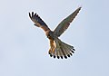 Common kestrel