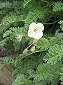 Erodium chrysanthum close-up